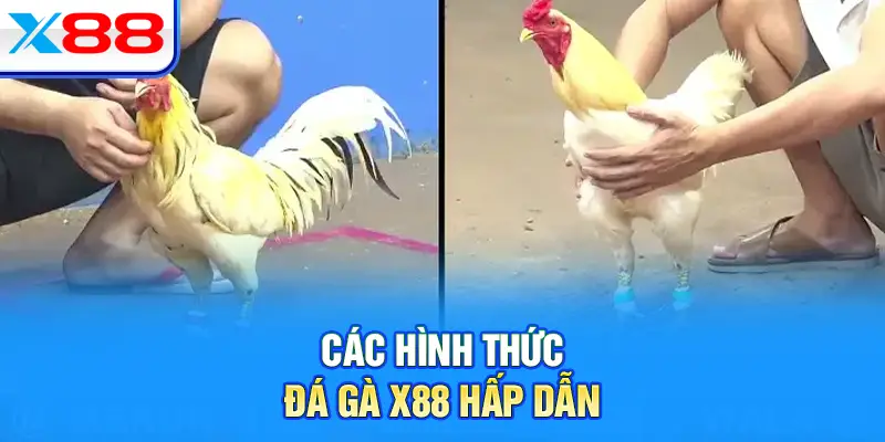 Các hình thức đá gà X88 hấp dẫn