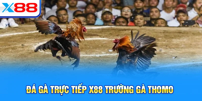 Đá gà trực tiếp X88 trường gà Thomo